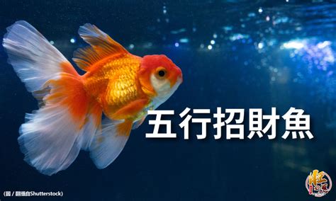 招財魚數量|2024養魚招財秘訣